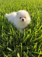 Biscotti, a male Pomeranian for sale in Tampa, FL – 6 of 9