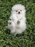 Miss Pear, 1lb! , a female Pomeranian for sale in Tampa, FL – 3 of 9