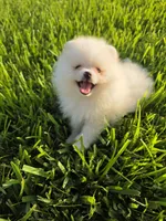 Biscotti, a male Pomeranian for sale in Tampa, FL – 1 of 9