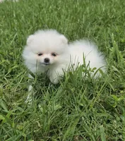 Miss Pear, 1lb! , a female Pomeranian for sale in Tampa, FL – 2 of 9