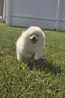 Vanilla Ice Cream, a male Pomeranian for sale in Tampa, FL – Photo 1 of 7