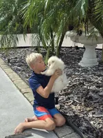 Vanilla Ice Cream, a male Pomeranian for sale in Tampa, FL – Photo 3 of 7