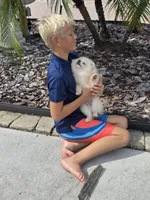 Vanilla Ice Cream, a male Pomeranian for sale in Tampa, FL – Photo 2 of 7