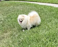 Vanilla Ice Cream, a male Pomeranian for sale in Tampa, FL – Photo 5 of 7