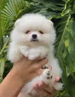 Mochi , a male Pomeranian for sale in Tampa, FL – 2 of 7