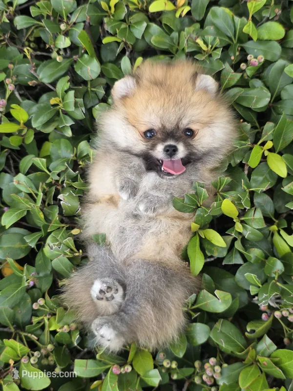Miss Sunshine  – Pomeranian puppy for sale in Tampa, FL