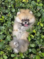 Miss Sunshine , a female Pomeranian for sale in Tampa, FL – 1 of 9