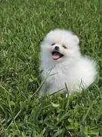 Miss Pear, 1lb! , a female Pomeranian for sale in Tampa, FL – 6 of 9