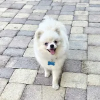 Vanilla cream, a male Pomeranian for sale in Tampa, FL – Photo 4 of 7