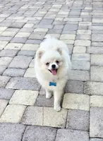 Vanilla cream, a male Pomeranian for sale in Tampa, FL – Photo 4 of 7