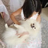 Vanilla cream, a male Pomeranian for sale in Tampa, FL – Photo 6 of 7