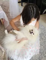 Vanilla cream, a male Pomeranian for sale in Tampa, FL – Photo 6 of 7