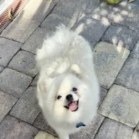 Vanilla cream, a male Pomeranian for sale in Tampa, FL – Photo 3 of 7