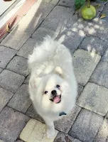 Vanilla cream, a male Pomeranian for sale in Tampa, FL – Photo 3 of 7