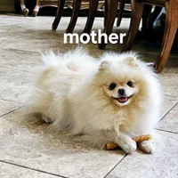 Vanilla cream, a male Pomeranian for sale in Tampa, FL – Photo 7 of 7