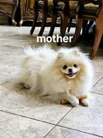 Vanilla cream, a male Pomeranian for sale in Tampa, FL – Photo 7 of 7