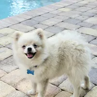 Vanilla cream, a male Pomeranian for sale in Tampa, FL – Photo 5 of 7
