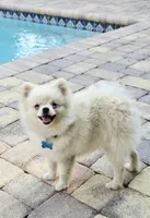 Vanilla cream, a male Pomeranian for sale in Tampa, FL – Photo 5 of 7