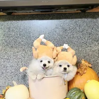 Vanilla cream, a male Pomeranian for sale in Tampa, FL – Photo 1 of 7