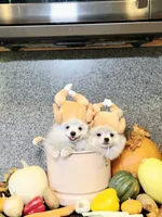 Vanilla cream, a male Pomeranian for sale in Tampa, FL – Photo 1 of 7