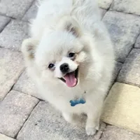 Vanilla cream, a male Pomeranian for sale in Tampa, FL – Photo 2 of 7