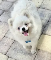 Vanilla cream, a male Pomeranian for sale in Tampa, FL – Photo 2 of 7