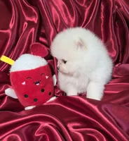 Marshmallow , a male Pomeranian for sale in Tampa, FL – Photo 5 of 7