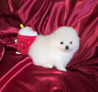 Marshmallow , a male Pomeranian for sale in Tampa, FL – Photo 4 of 7