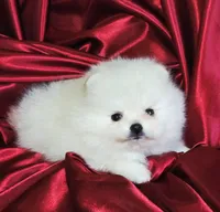 Marshmallow , a male Pomeranian for sale in Tampa, FL – Photo 3 of 7