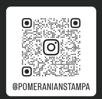 Marshmallow , a male Pomeranian for sale in Tampa, FL – Photo 7 of 7