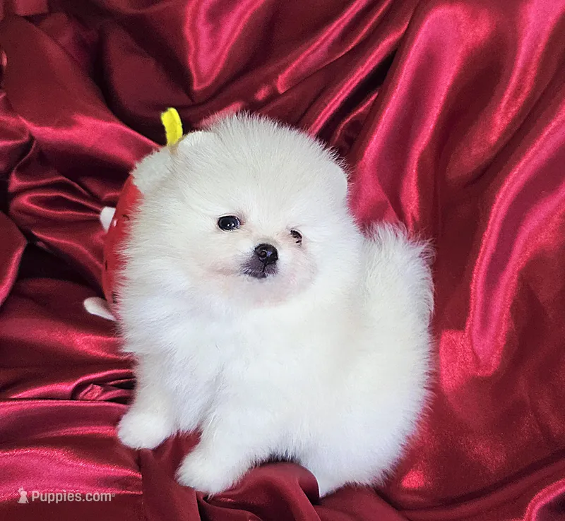 Marshmallow  – Pomeranian puppy for sale in Tampa, FL