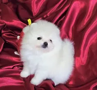 Marshmallow , a male Pomeranian for sale in Tampa, FL – Photo 1 of 7