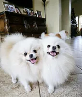 Marshmallow , a male Pomeranian for sale in Tampa, FL – Photo 6 of 7