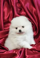 Marshmallow , a male Pomeranian for sale in Tampa, FL – Photo 2 of 7