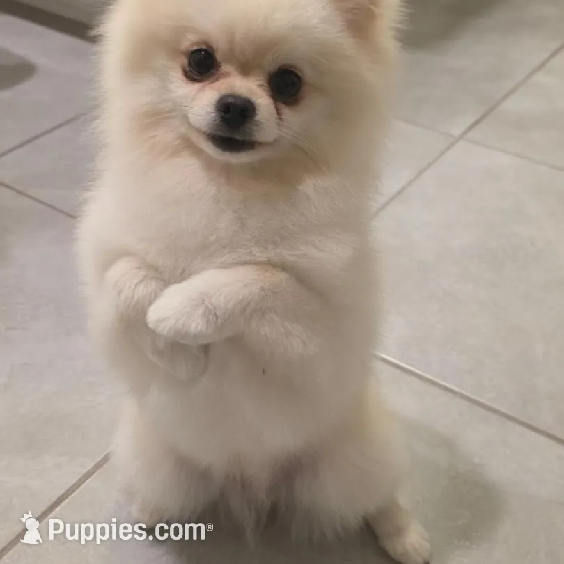 Riley , a male Pomeranian for sale in Tampa, FL – Photo 8 of 10