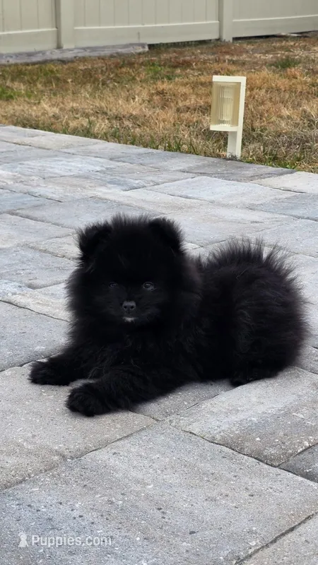Riley , a male Pomeranian for sale in Tampa, FL – Photo 1 of 10