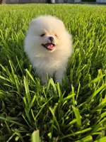Biscotti, a male Pomeranian for sale in Tampa, FL – 3 of 9
