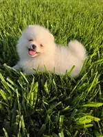 Biscotti, a male Pomeranian for sale in Tampa, FL – 2 of 9