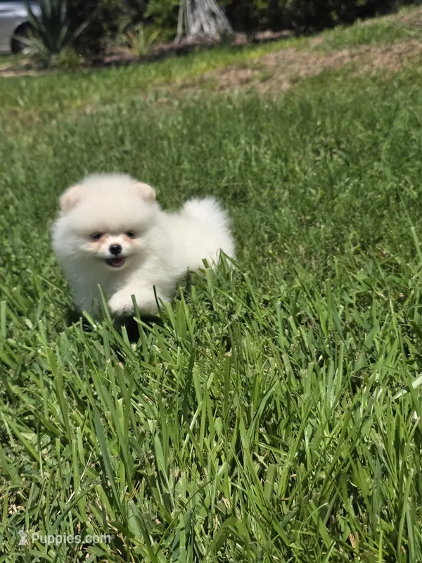 Mochi  – Pomeranian puppy for sale in Tampa, FL