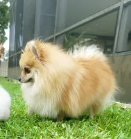 Latte, a female Pomeranian for sale in Tampa, FL – Photo 4 of 6