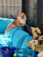 Latte, a female Pomeranian for sale in Tampa, FL – Photo 5 of 6