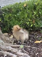 Miss Sunshine , a female Pomeranian for sale in Tampa, FL – 3 of 9