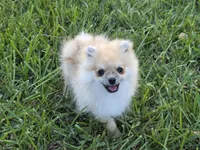 Microbe :), a male Pomeranian for sale in Tampa, FL – Photo 5 of 8