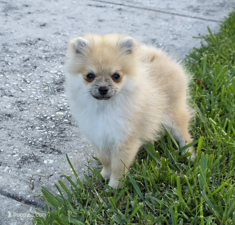 Microbe :) – Pomeranian puppy for sale in Tampa, FL