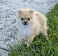 Microbe :), a male Pomeranian for sale in Tampa, FL – Photo 1 of 8