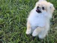 Microbe :), a male Pomeranian for sale in Tampa, FL – Photo 4 of 8