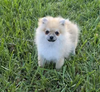 Microbe :), a male Pomeranian for sale in Tampa, FL – Photo 3 of 8
