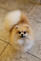 Microbe :), a male Pomeranian for sale in Tampa, FL – Photo 8 of 8