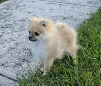 Microbe :), a male Pomeranian for sale in Tampa, FL – Photo 2 of 8