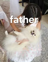 Microbe :), a male Pomeranian for sale in Tampa, FL – Photo 6 of 8